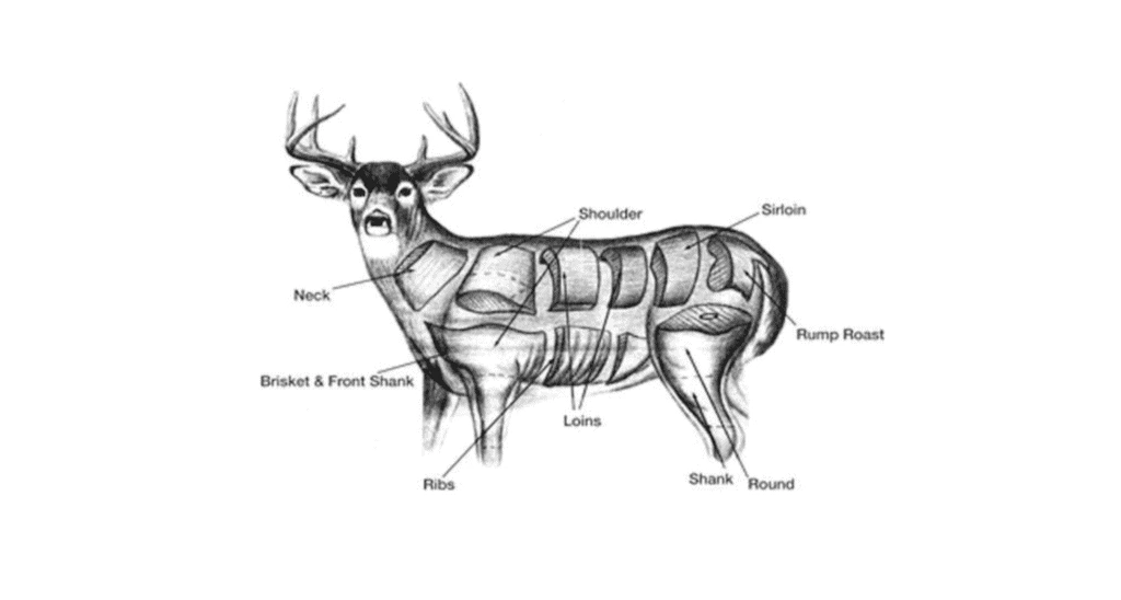 Deer body parts